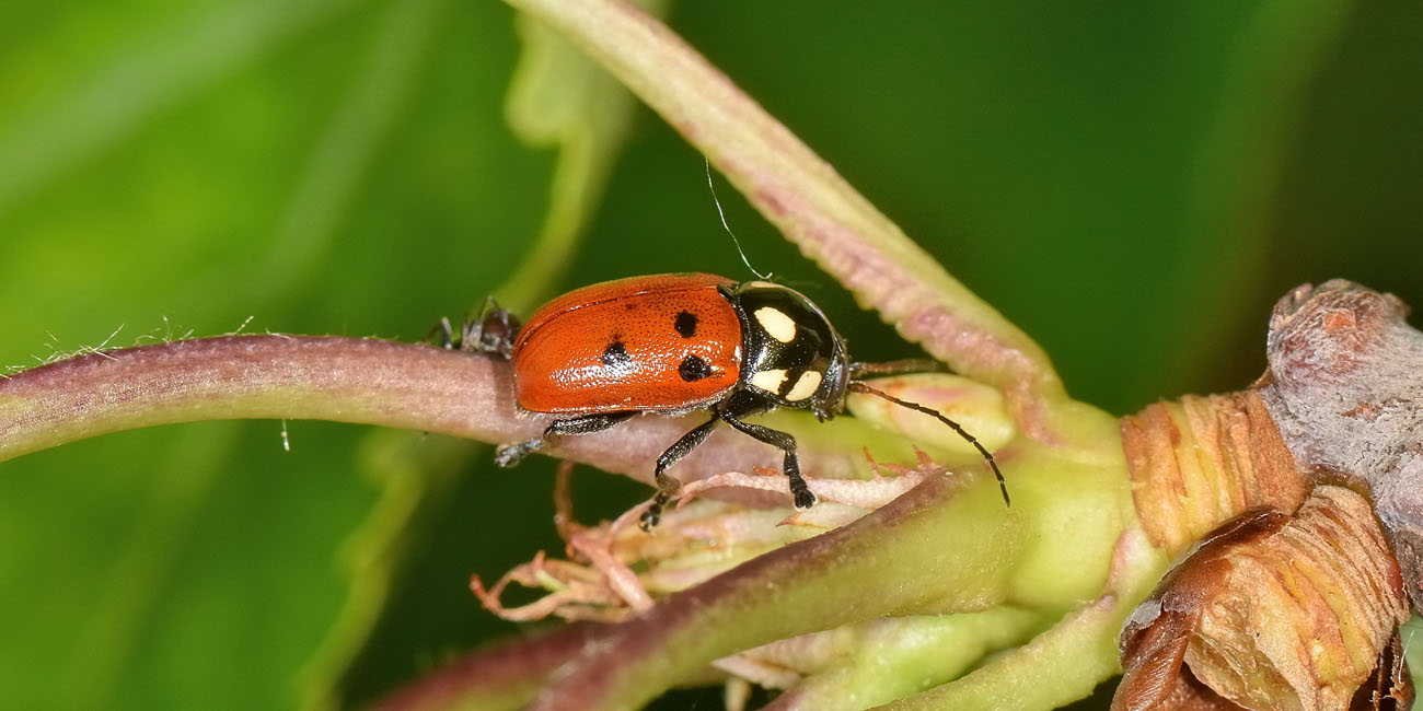 Chrysomelidae: Cryptocephalus tricolor? S.